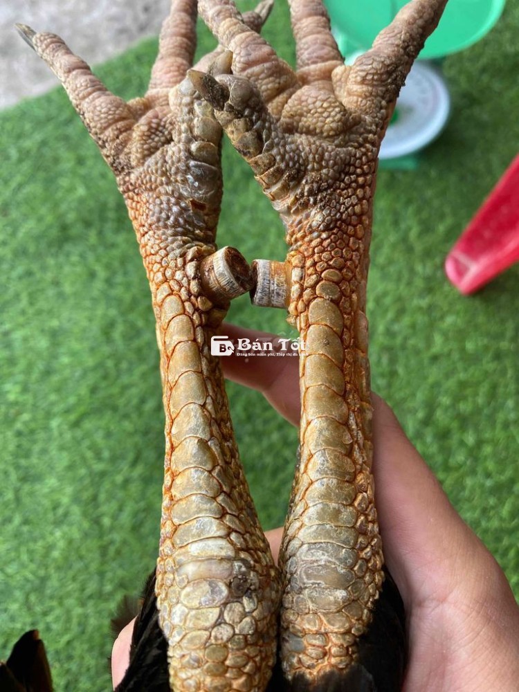 3ki tay ok mùa lở mới bắt vào..