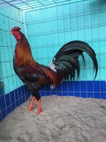 Gà Đá GF