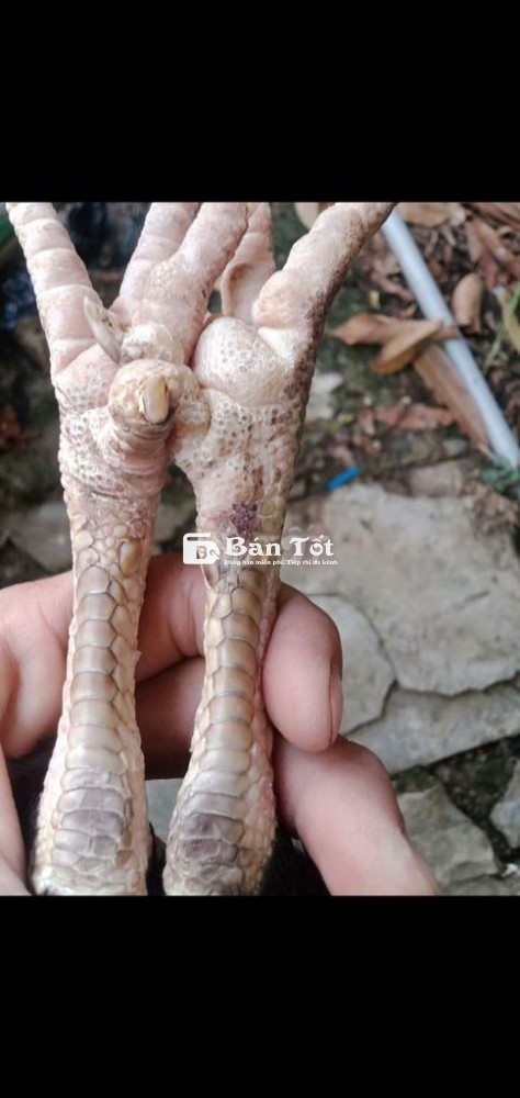Gà mái siêu mỹ bổn, chạng đẻ 2k5 - Giá 1 triệu  
