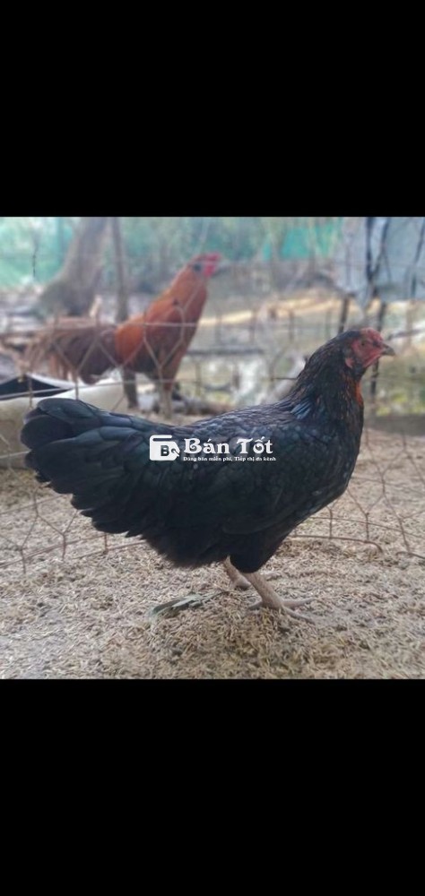 Gà mái siêu mỹ bổn, chạng đẻ 2k5 - Giá 1 triệu  