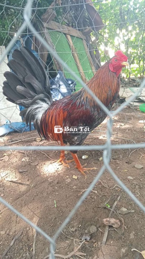 Gà đá Xám F1 Silmy 2kg500 Thanh Lý