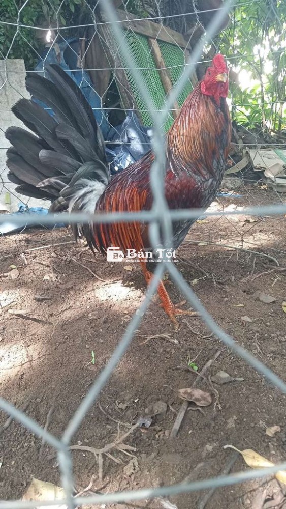 Gà đá Xám F1 Silmy 2kg500 Thanh Lý