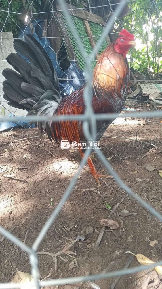 Gà đá Xám F1 Silmy 2kg500 Thanh Lý