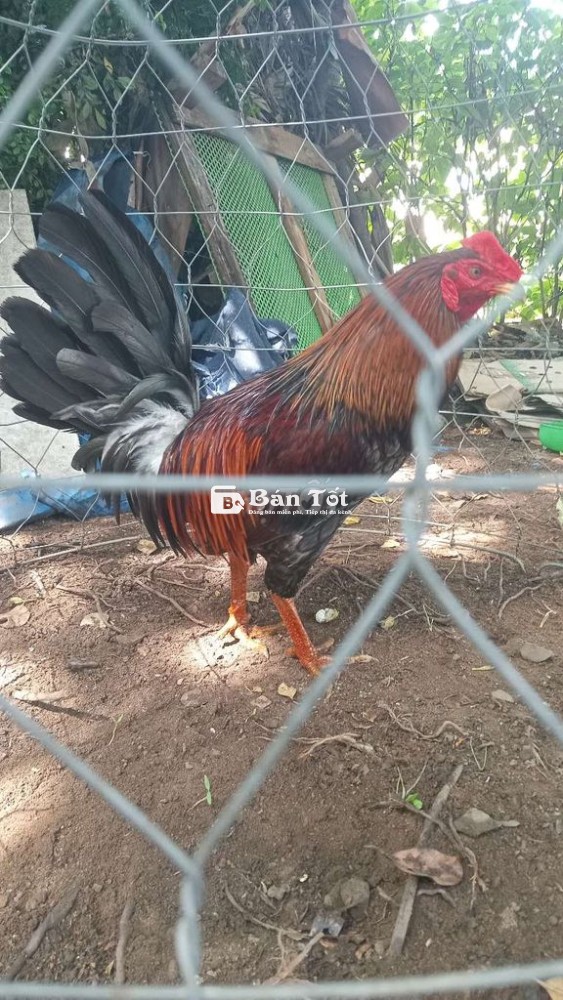 Gà đá Xám F1 Silmy 2kg500 Thanh Lý