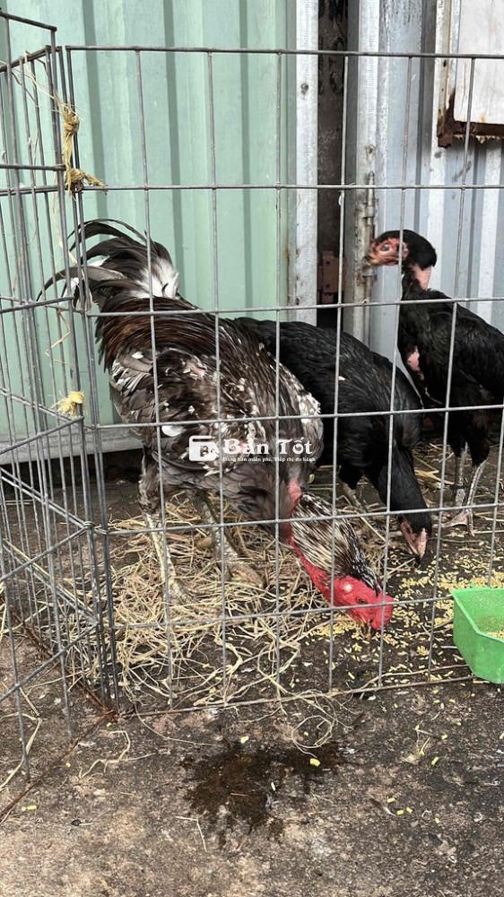 Gà chọi 19 tháng, 6-1, 1kg, 2.565.000đ