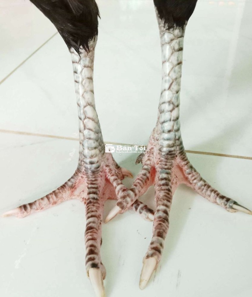 Ô ước chân trắng 2k8 ,