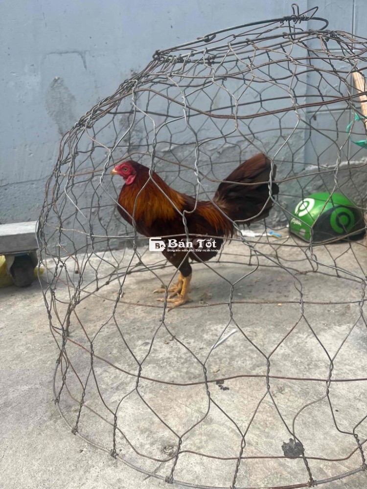 Gà khét 1kg350 thua sĩu bán cản mái