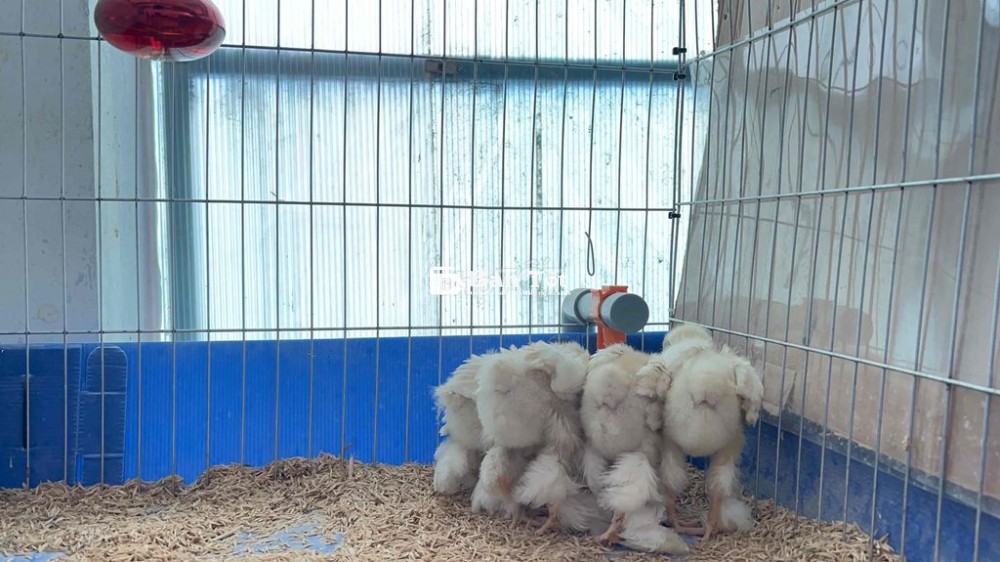 Bán 4 bé kỳ lân hơn 1 tháng. 250k/con