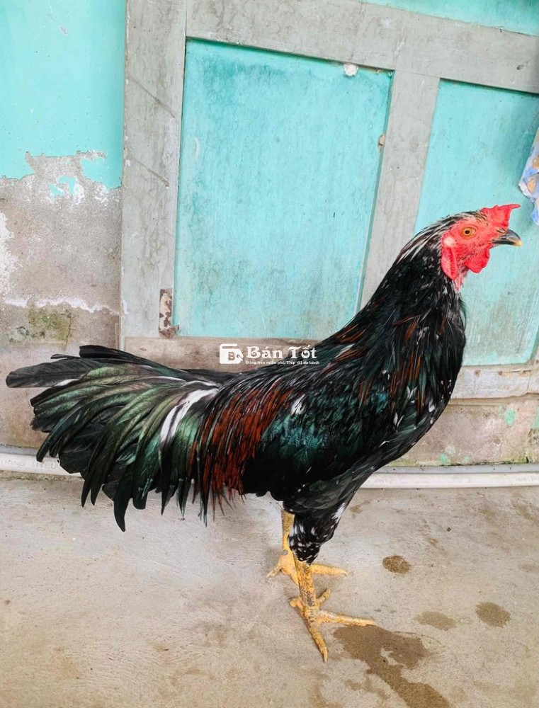 gà bông 2,750g