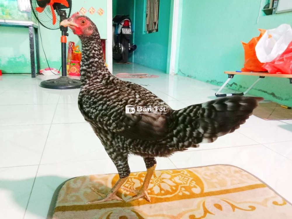 Gà Thái màu độc