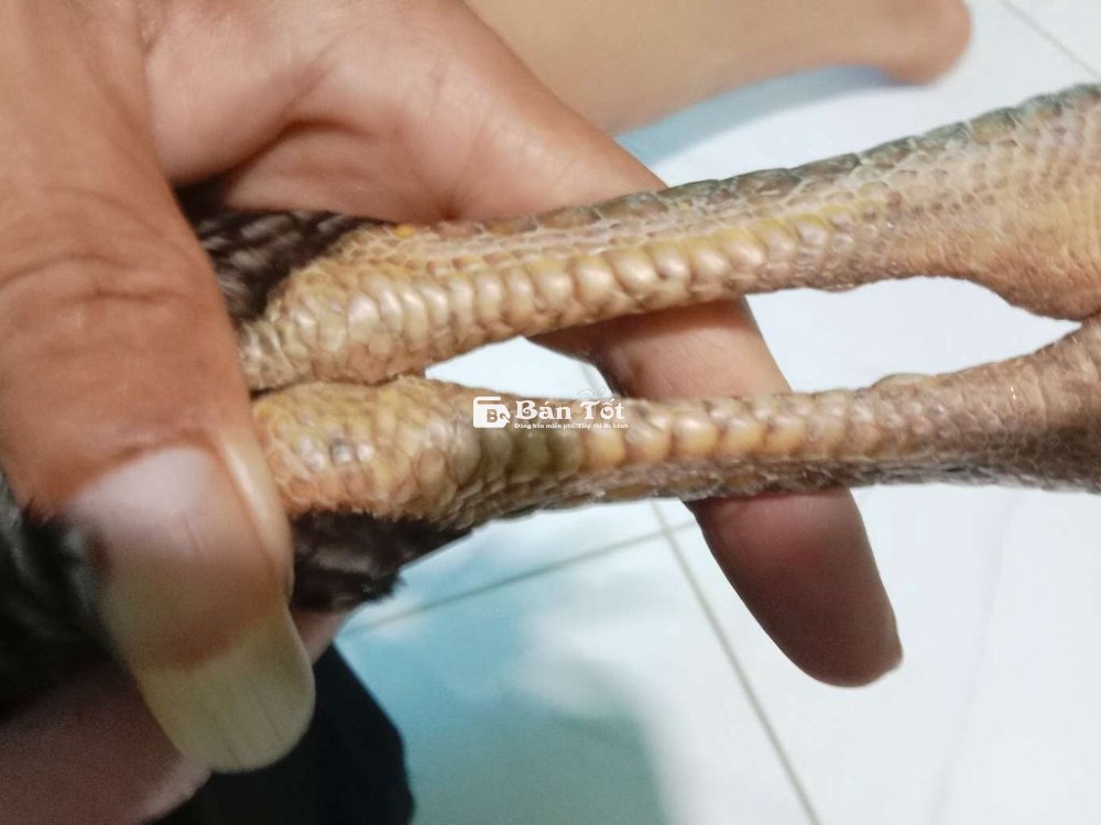 Gà Thái màu độc