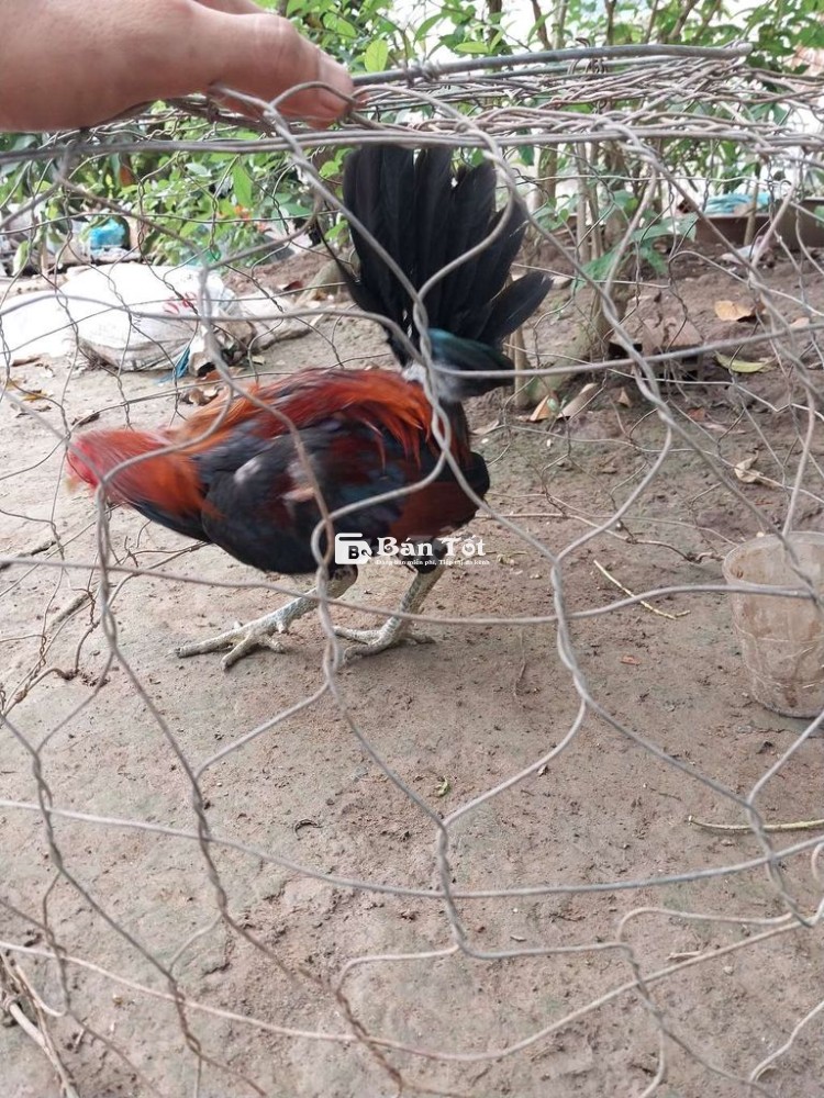 Gà nọc thay long cắn người 1kg6