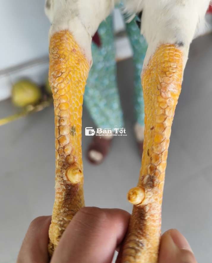 Trống bướm Mỹ F1 2.2kg
