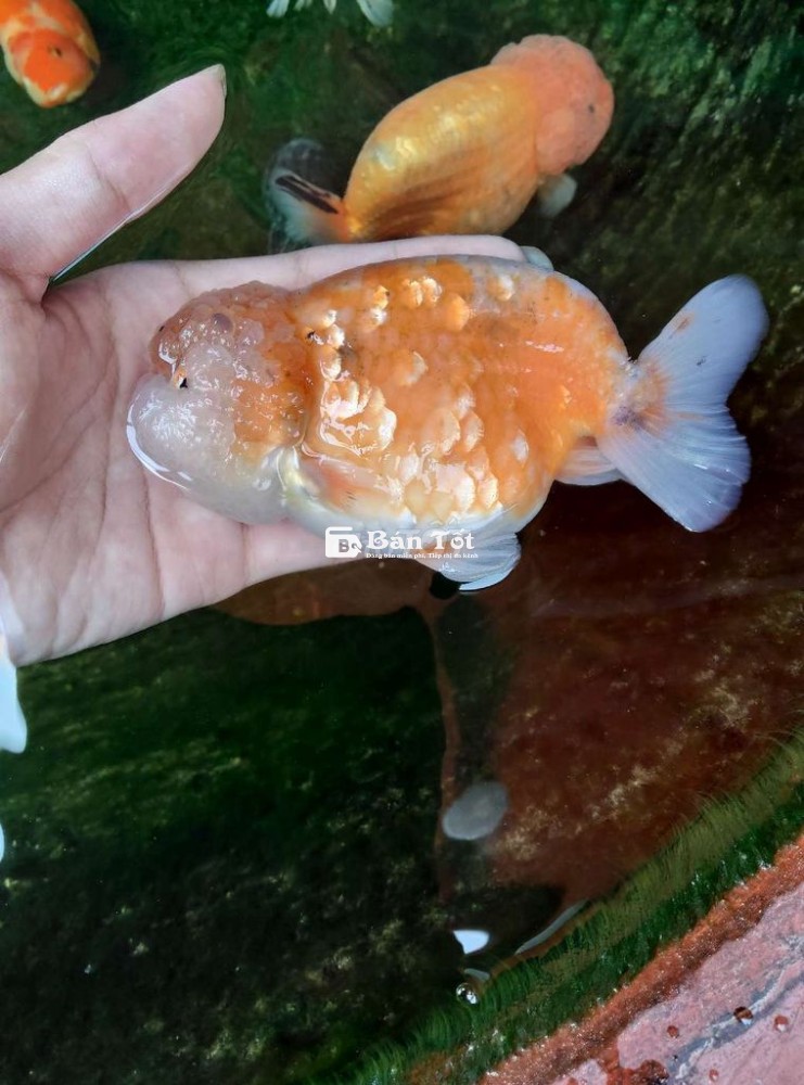 Thanh lý Ranchu và ORD - Giá tốt cho người yêu cá cảnh  