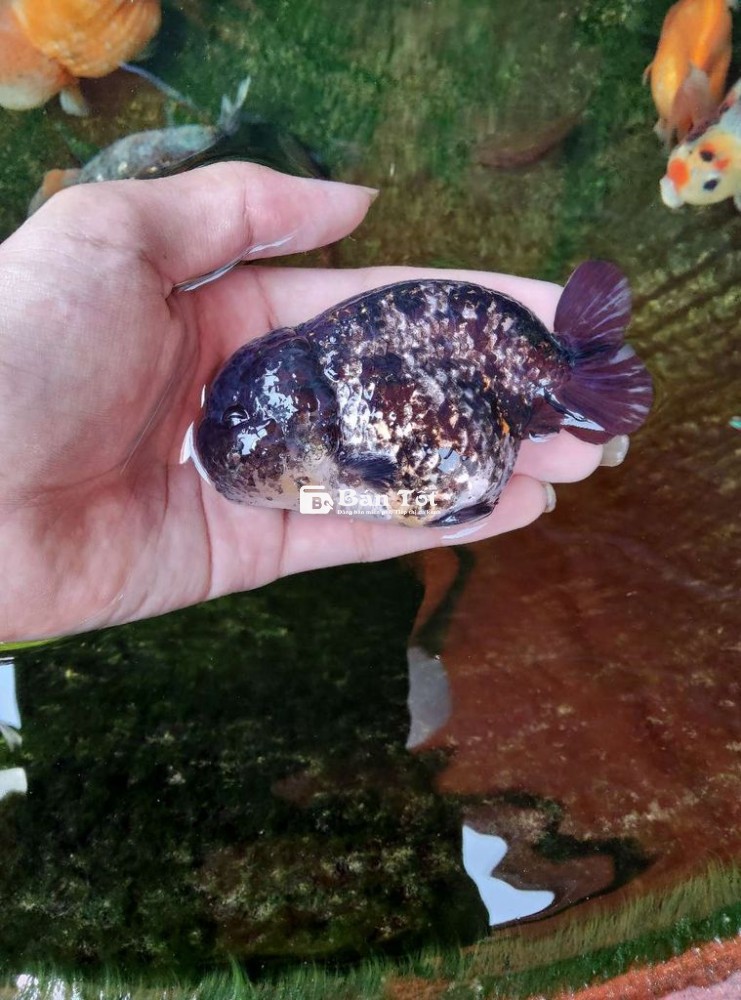 Thanh lý Ranchu và ORD - Giá tốt cho người yêu cá cảnh  
