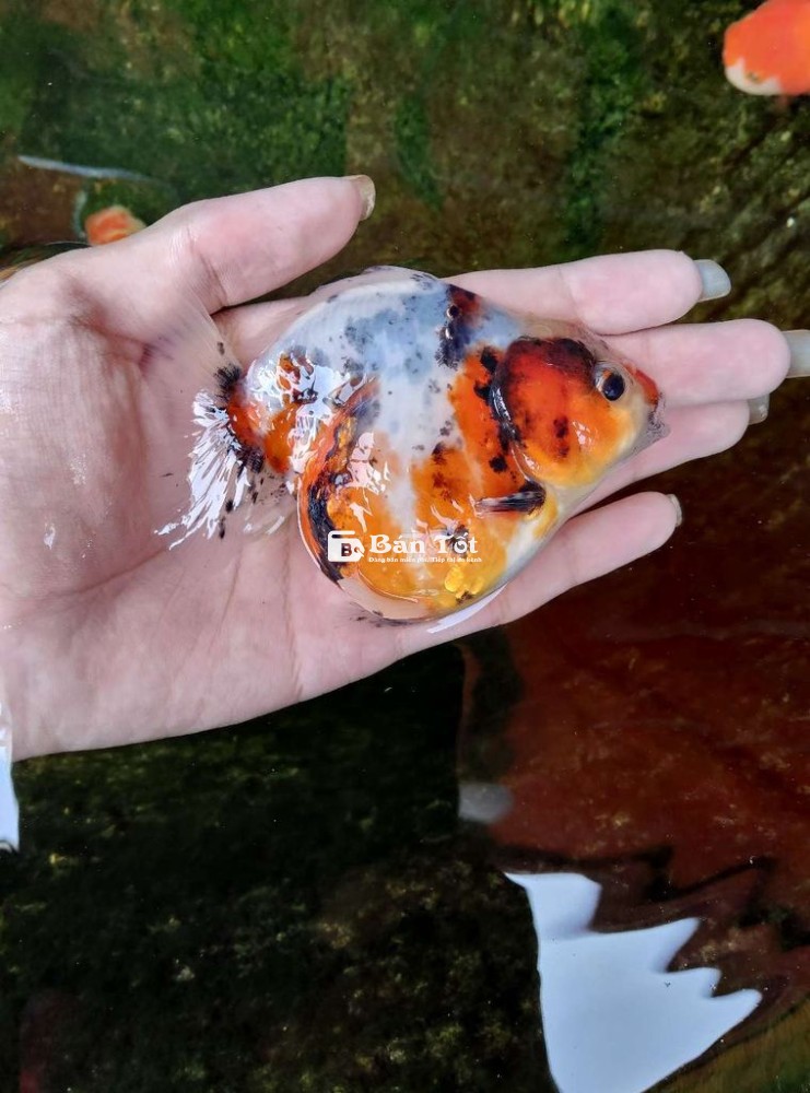 Thanh lý Ranchu và ORD - Giá tốt cho người yêu cá cảnh  