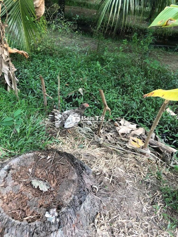 xám bông chân vàng lúc chưa đẻ 2kg1 đang dử 3 con