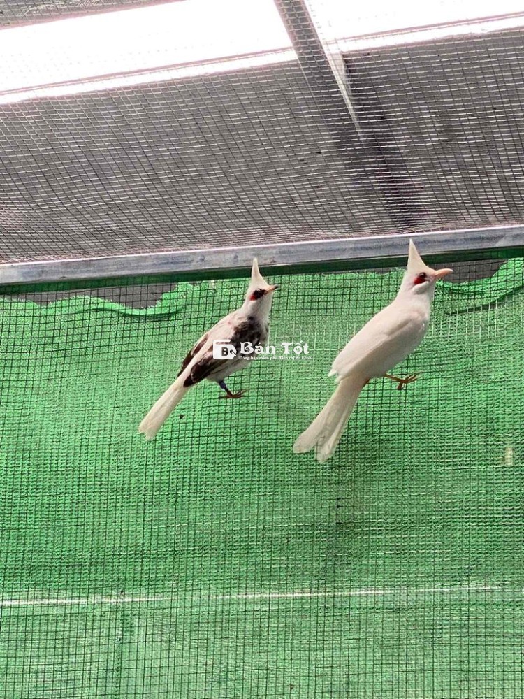 Chào mào bạch non