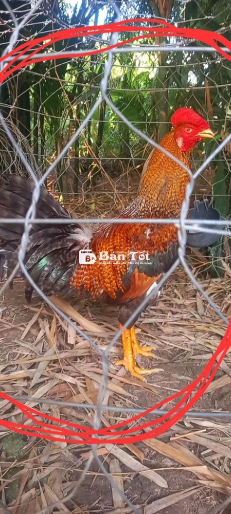 3ae cú lửa 3kg2