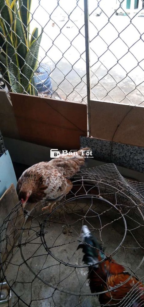 Trẻ bắc5tháng rưỡi, mái