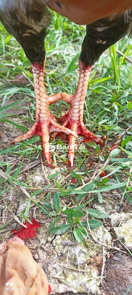 Chuối 1k5 mua lo