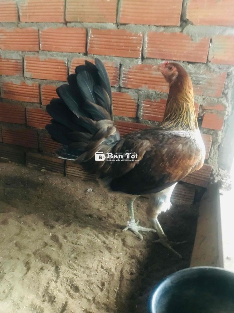 Mỹ Hatch  hạng khủng