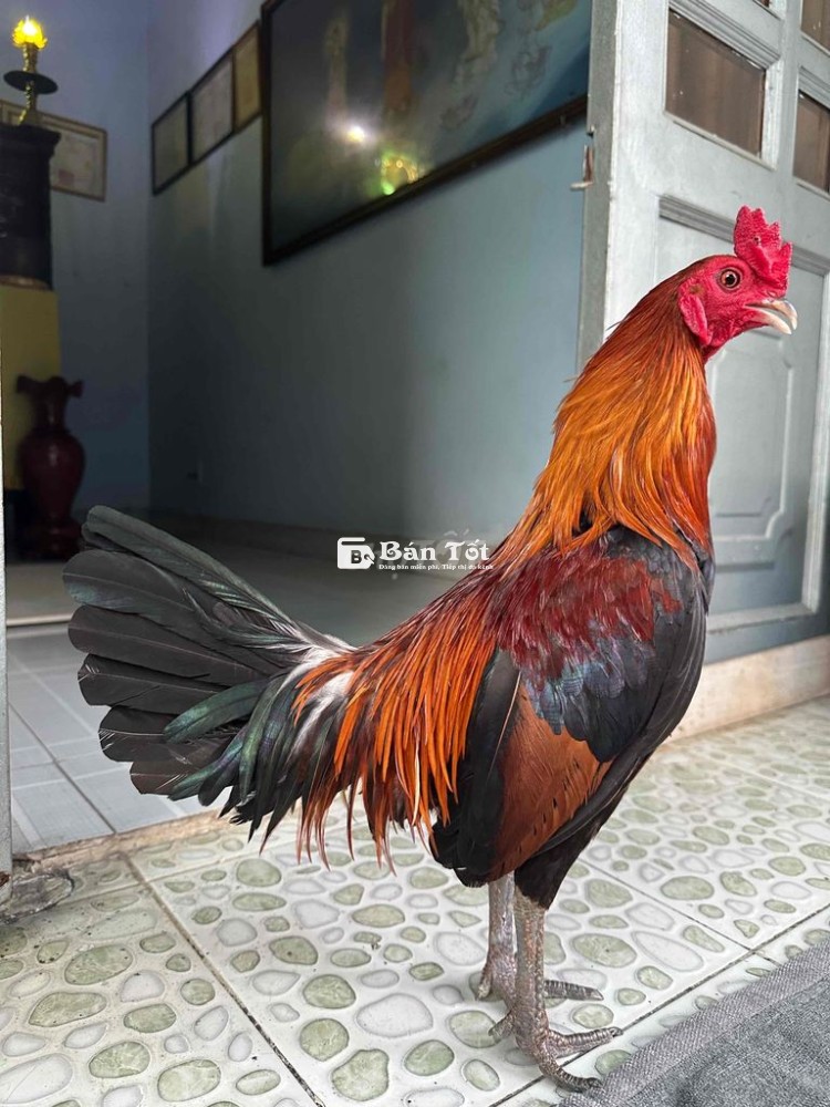 Xanh mồng dâu 3 chia 1kg250