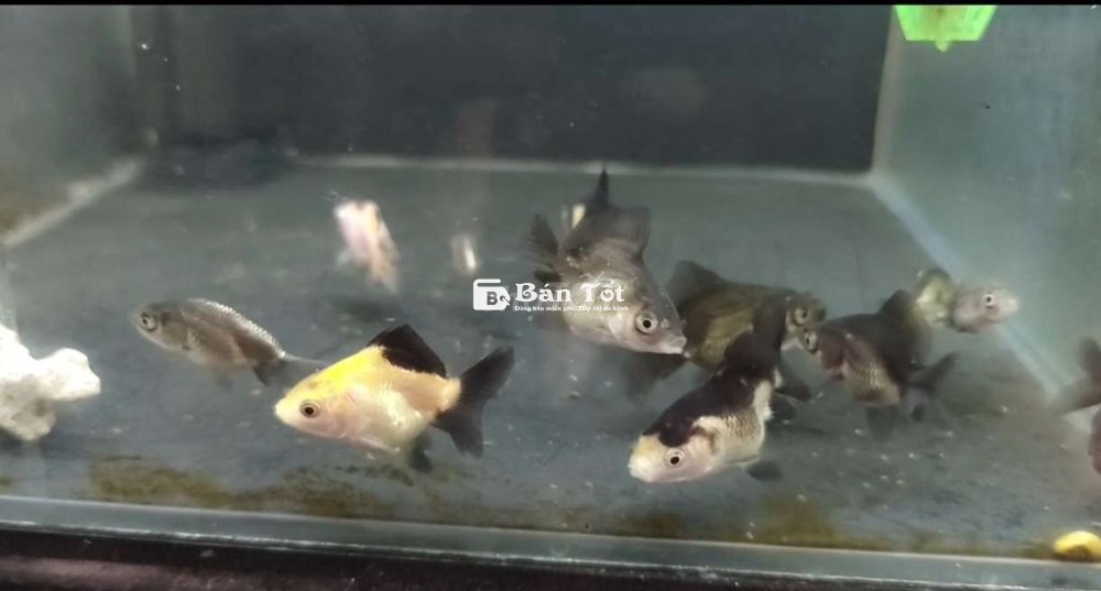 Oranda tricolor, rachu tini