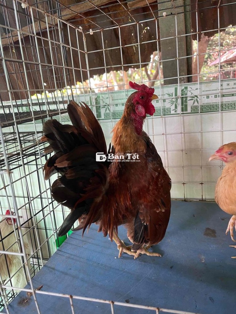 Cặp Gà Tre Kiểng SS 11 Tháng Tuổi - Dư Dùng Chia Sẻ Cho Anh Em  
