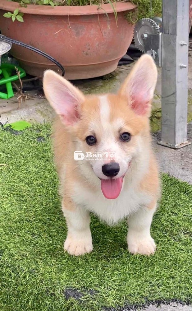 Bé Corgi Siêu Xinh Cần Tìm Chủ Mới