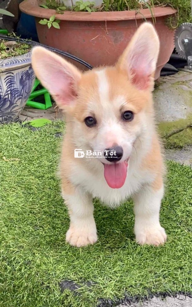 Bé Corgi Siêu Xinh Cần Tìm Chủ Mới