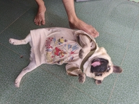 Trí Nguyên
