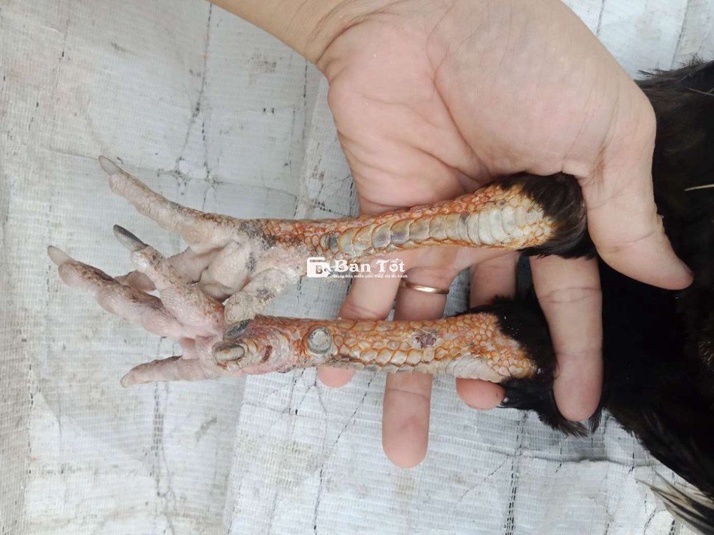 2kg9 tay tốt