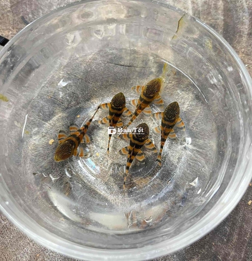 Cọp vằn đẳng cấp danh cho hồ bạn (Pleco 397)