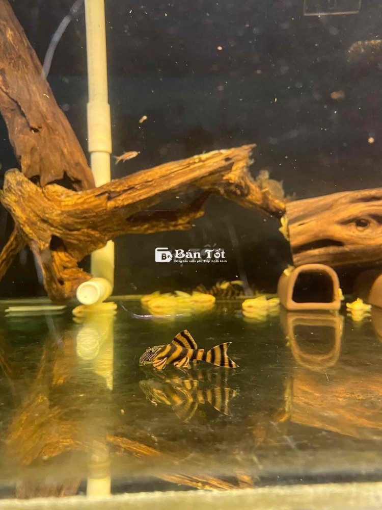 Cọp vằn đẳng cấp danh cho hồ bạn (Pleco 397)