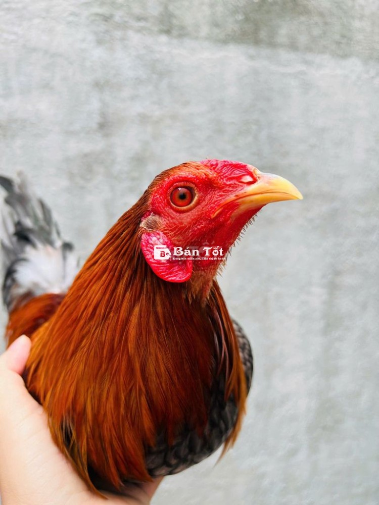 XÁM SON MÁU MỸ ĐẸP
