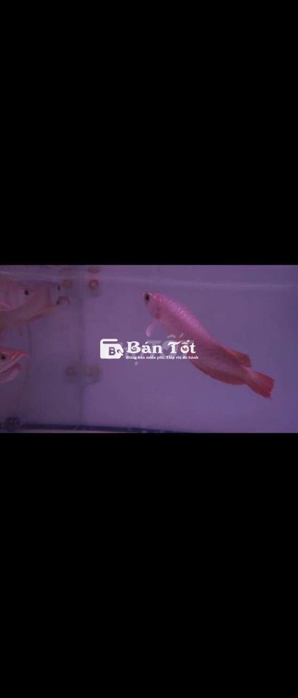 Tly huyết long 20cm nhảy ra ngoài như clip