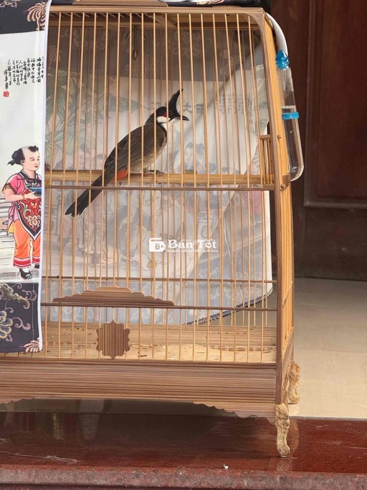 bổi trà my mào lân