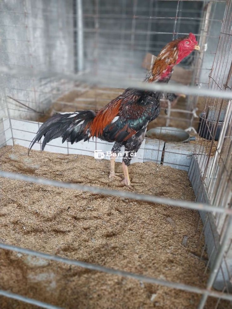 Gà Tre Đúc Tía Cao Đẹp, 3.7kg