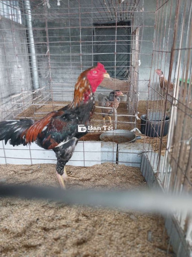 Gà Tre Đúc Tía Cao Đẹp, 3.7kg