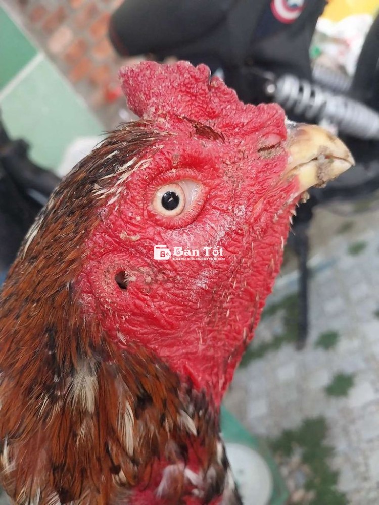 Gà Tre Đúc Tía Cao Đẹp, 3.7kg