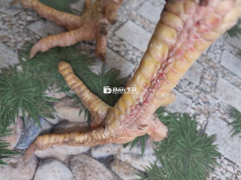 Gà Tre Đúc Tía Cao Đẹp, 3.7kg