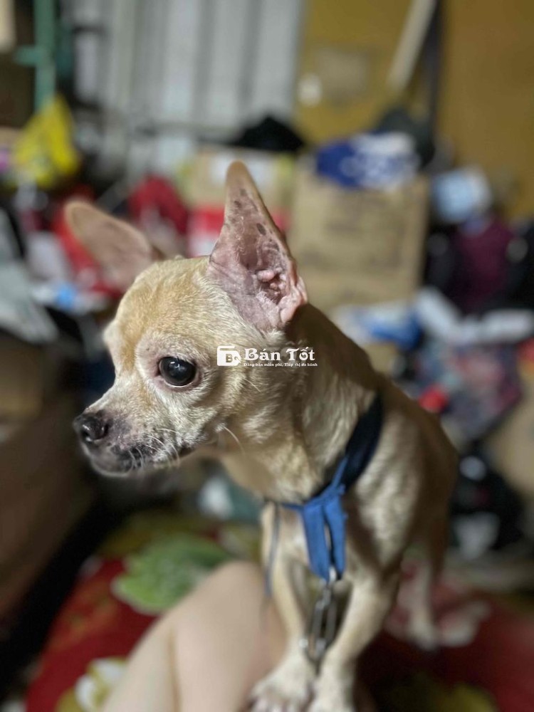 Bé Phốc lai giống đực cần tìm chủ