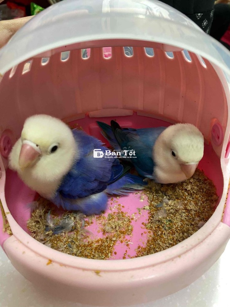 Cặp Lovebird Giá Rẻ - Nhà Không Nuôi Nữa Nên Em Gả Nhanh 2 Bé Kèm Lồng  