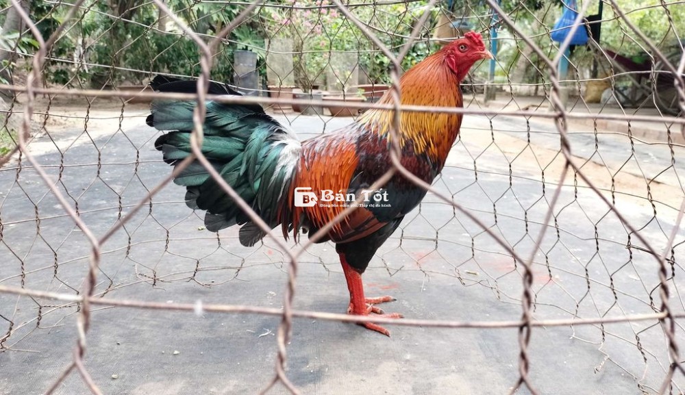 Điều xanh 2kí8 lẻ