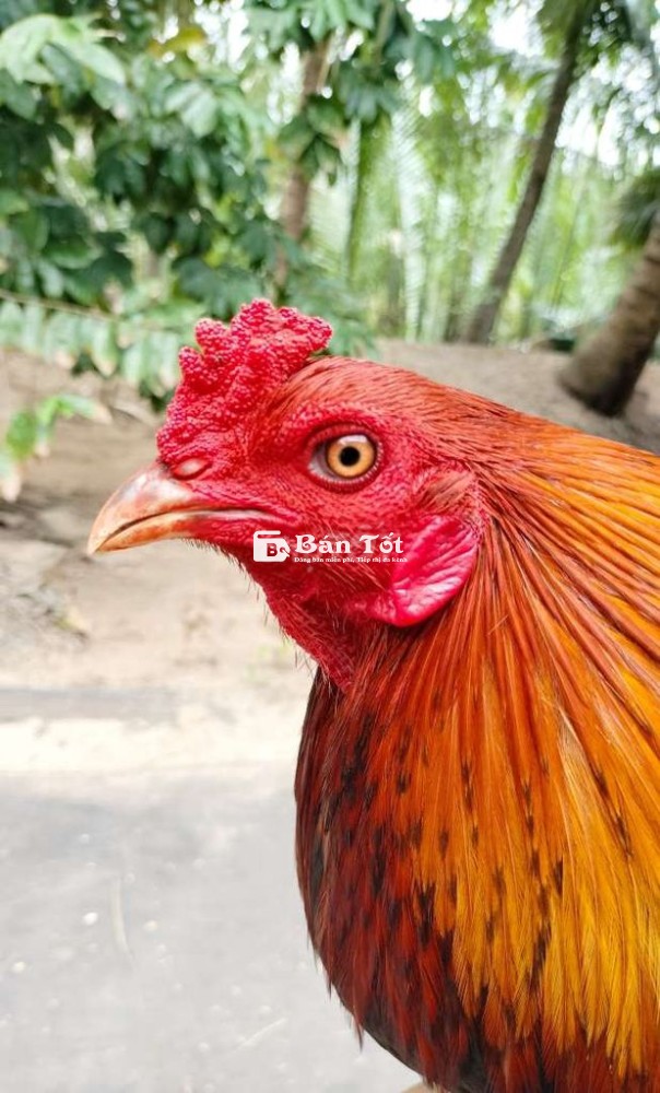 Điều xanh 2kí8 lẻ