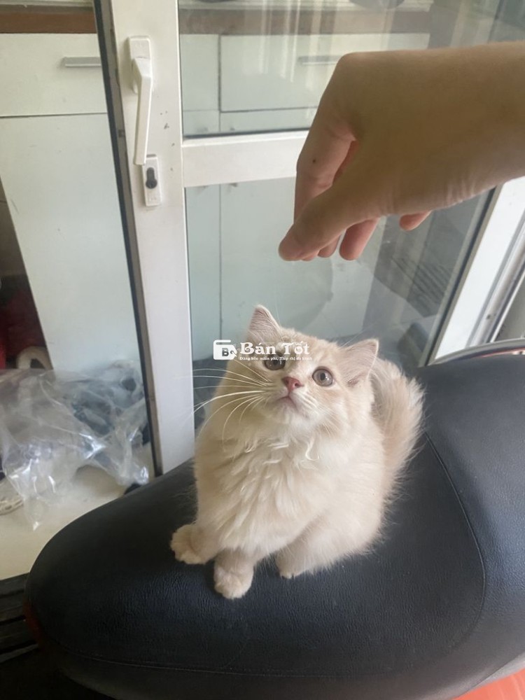 Mèo anh lông dài nhà nuôi