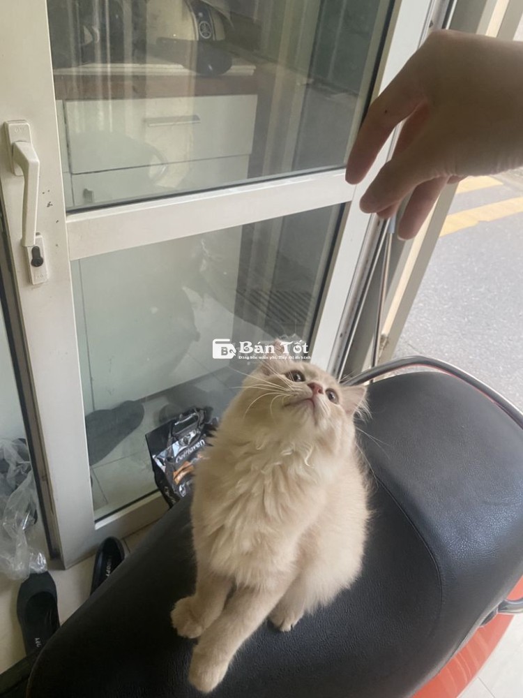 Mèo anh lông dài nhà nuôi