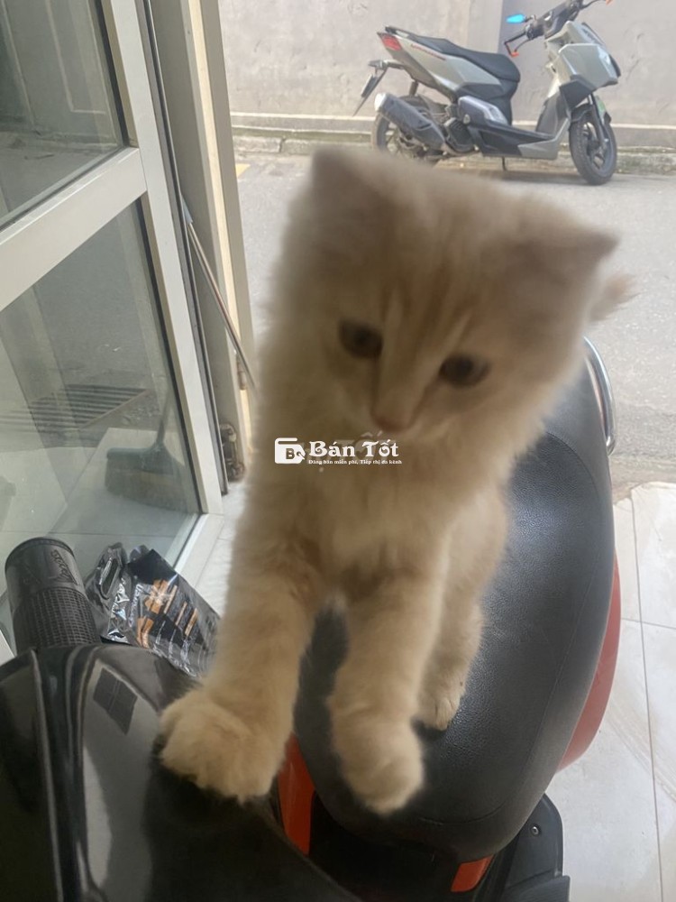 Mèo anh lông dài nhà nuôi