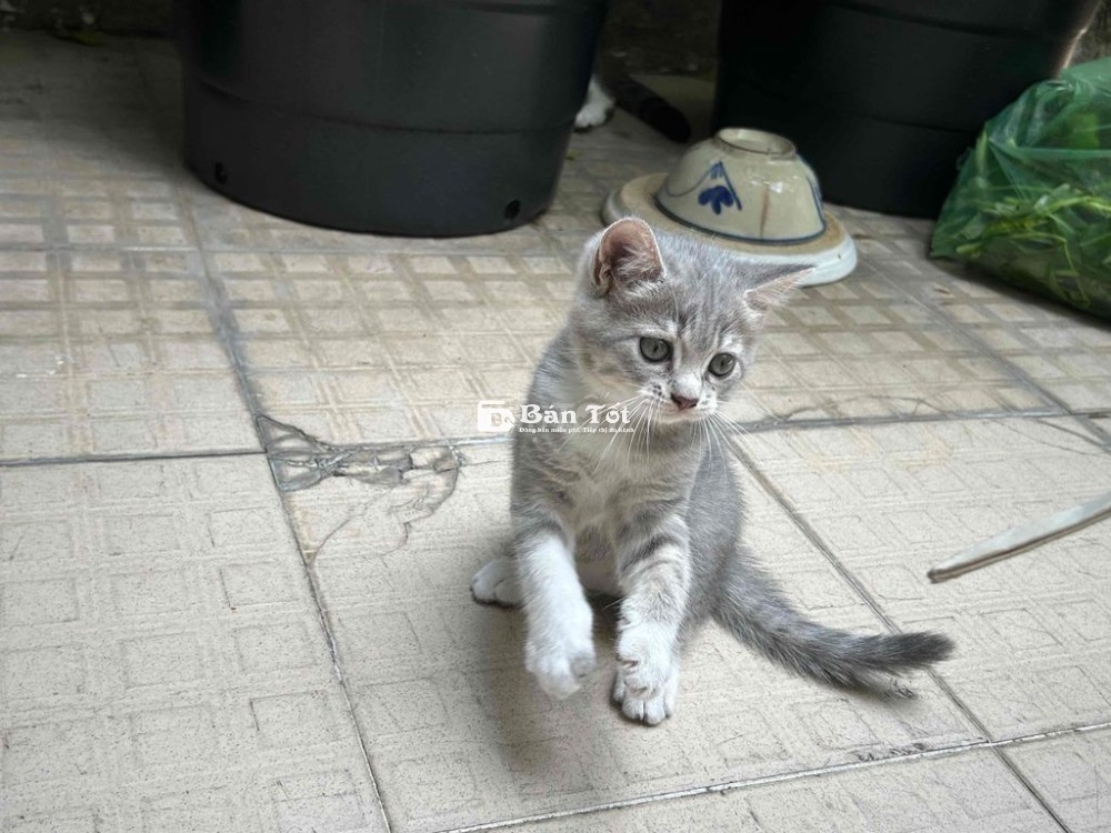Cần Tìm Chủ Cho Một Cặp Mèo Con Dễ Thương  